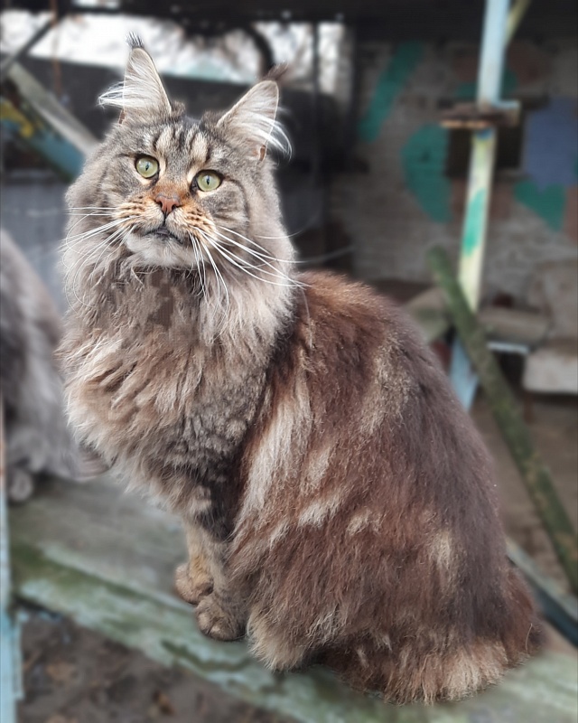 Gatto Fantastico Freya - Adult maine-coon 1 year 9 months 1.5 week