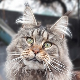 Gatto Fantastico Freya