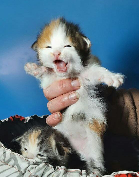 Gatto Fantastico Fayna - Kitten maine-coon 2 weeks