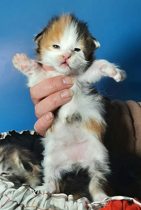 Gatto Fantastico Fayna - Kitten maine-coon 2 weeks