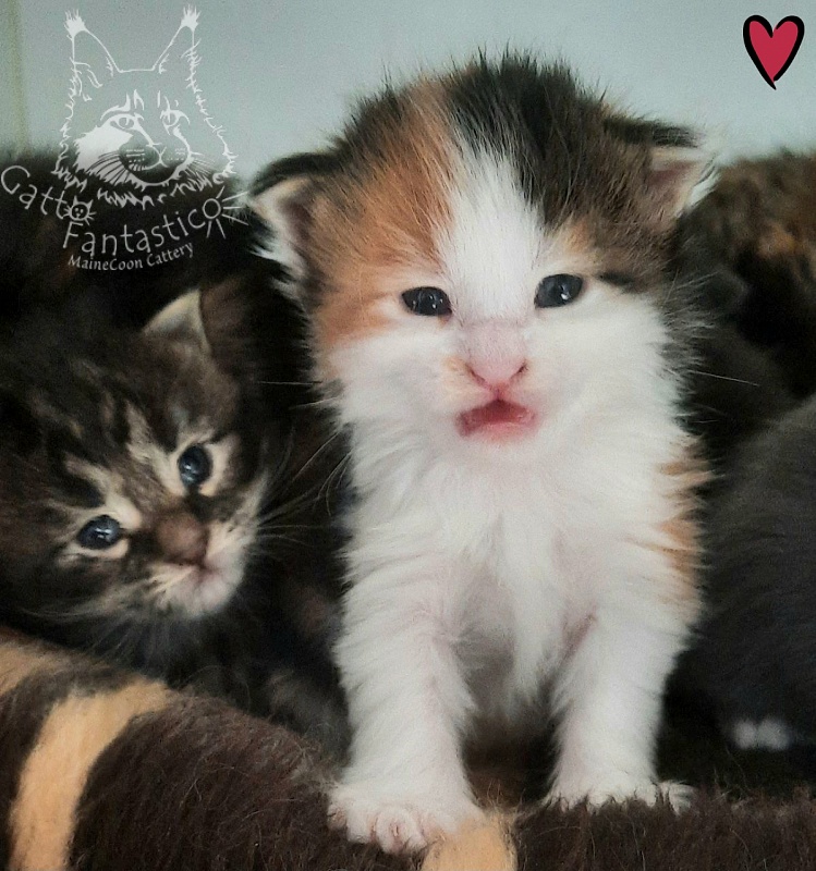 Gatto Fantastico Fayna - Kitten maine-coon 2 weeks
