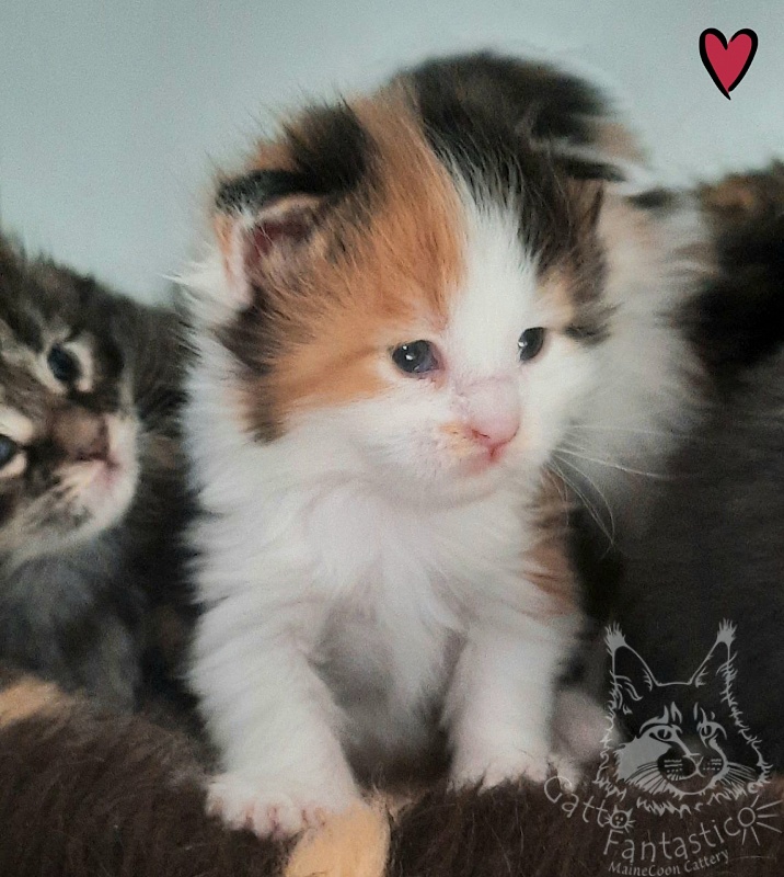 Gatto Fantastico Fayna - Kitten maine-coon 2 weeks