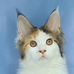 Gatto Fantastico  Fayna