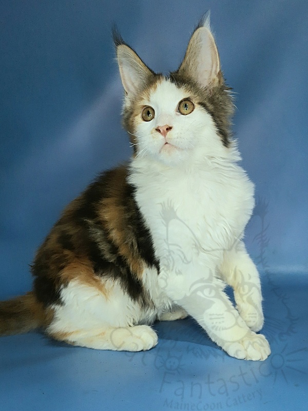Gatto Fantastico Fayna - Kitten maine-coon 3 months 3.5 weeks