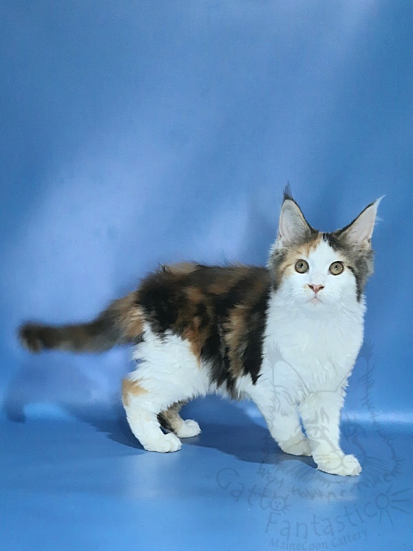 Gatto Fantastico Fayna - Kitten maine-coon 3 months 3.5 weeks