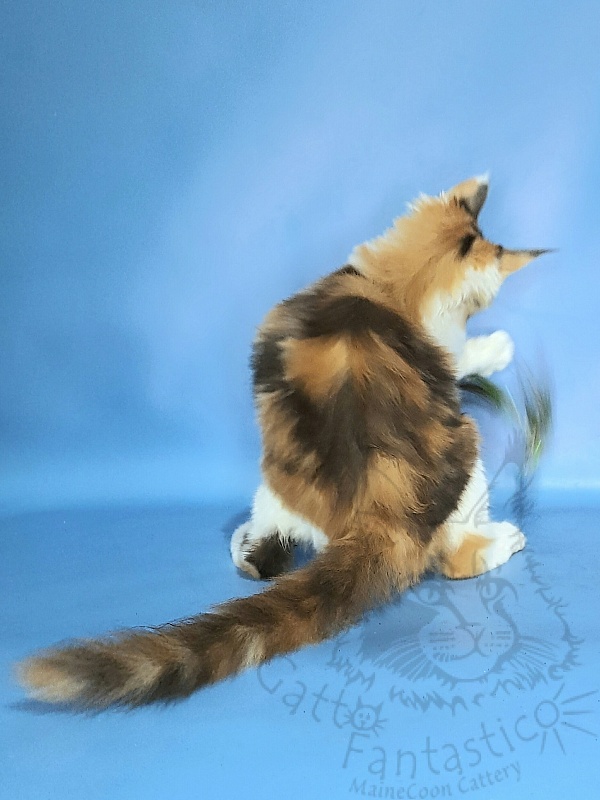 Gatto Fantastico Fayna - Kitten maine-coon 3 months 3.5 weeks