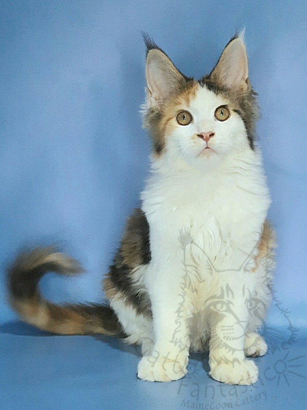 Gatto Fantastico Fayna - Kitten maine-coon 3 months 3.5 weeks