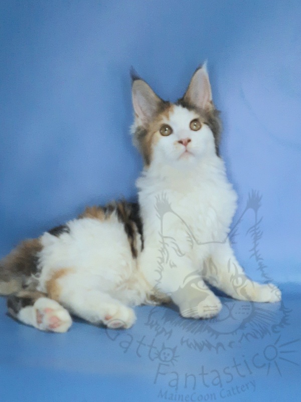 Gatto Fantastico Fayna - Kitten maine-coon 3 months 3.5 weeks