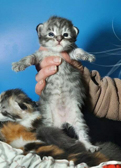 Gatto Fantastico Frostine - Kitten maine-coon 2 weeks