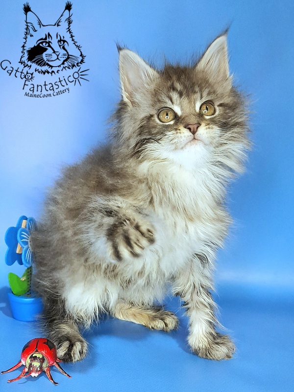 Gatto Fantastico Frostine - Kitten maine-coon 1 month 3 weeks