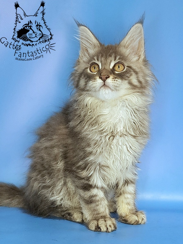 Gatto Fantastico Frostine - Kitten maine-coon 2 months 2.5 weeks