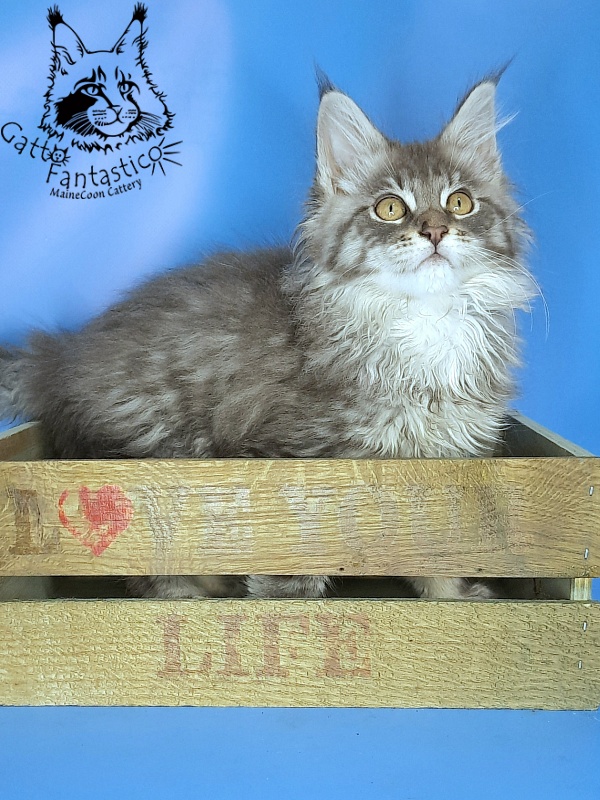 Gatto Fantastico Frostine - Kitten maine-coon 2 months 2.5 weeks
