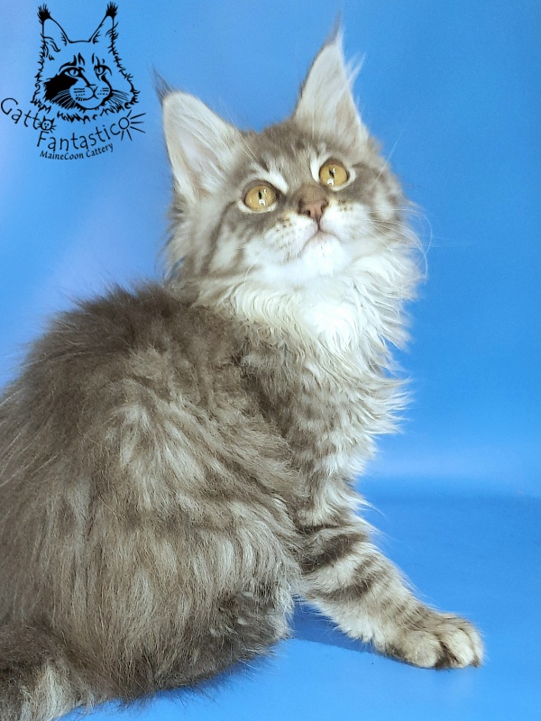Gatto Fantastico Frostine - Kitten maine-coon 2 months 2.5 weeks