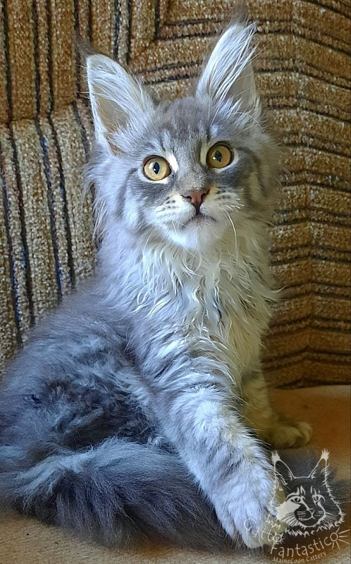 Gatto Fantastico Frostine - Kitten maine-coon 2 months 3.5 weeks