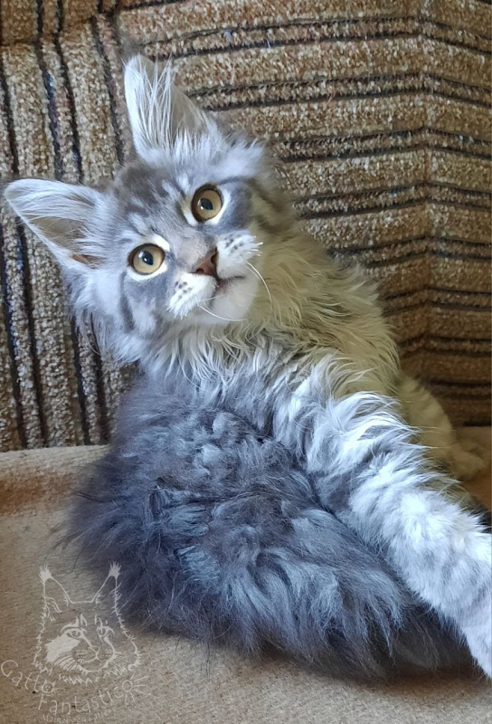 Gatto Fantastico Frostine - Kitten maine-coon 2 months 3.5 weeks