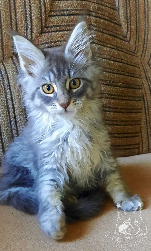 Gatto Fantastico Frostine - Kitten maine-coon 2 months 3.5 weeks