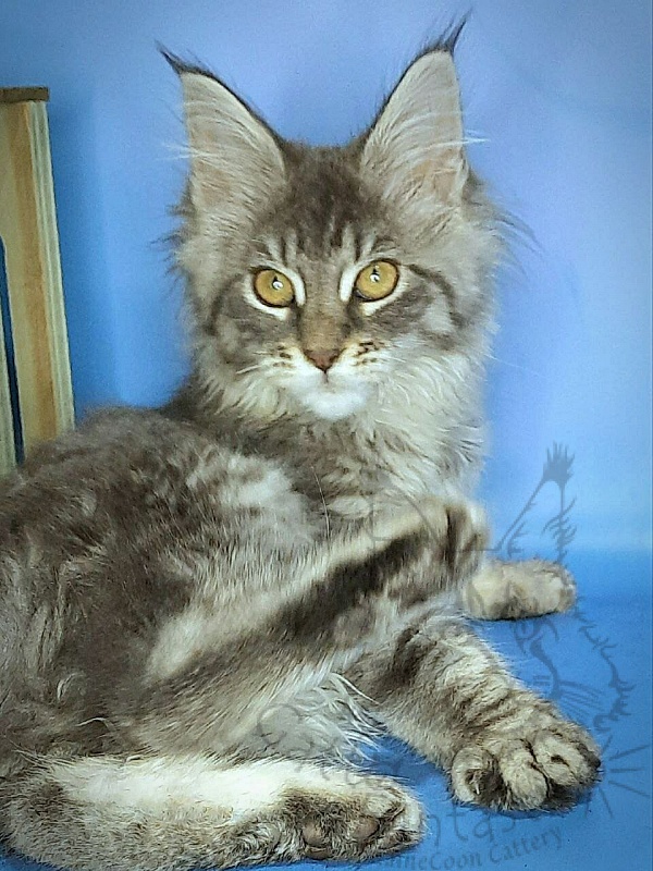 Gatto Fantastico Frostine - Kitten maine-coon 3 months 0.5 weeks