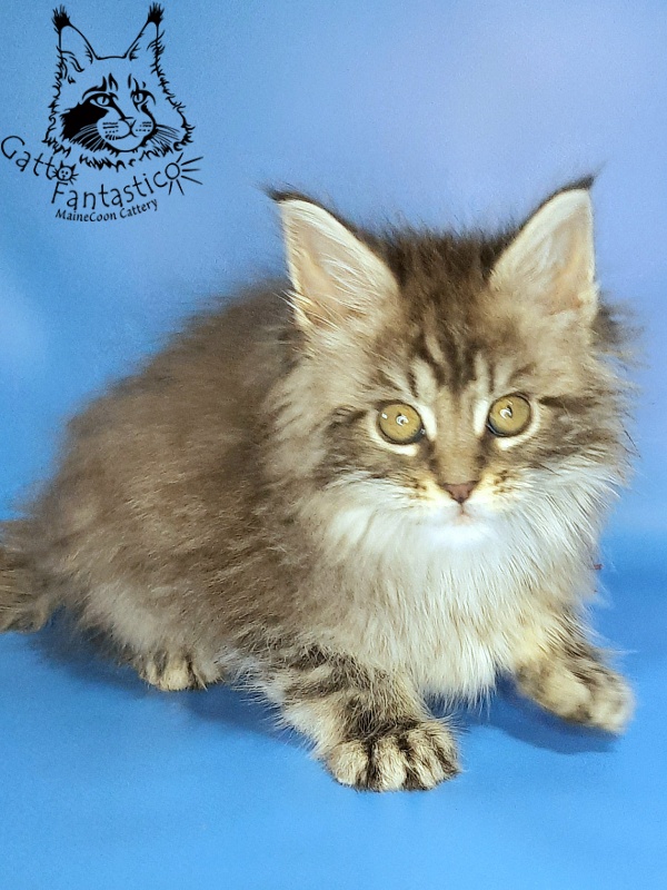 Gatto Fantastico Frostine - Kitten maine-coon 1 month 3 weeks
