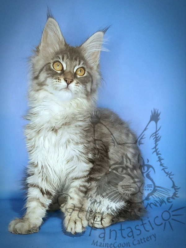 Gatto Fantastico Frostine - Kitten maine-coon 3 months 0.5 weeks