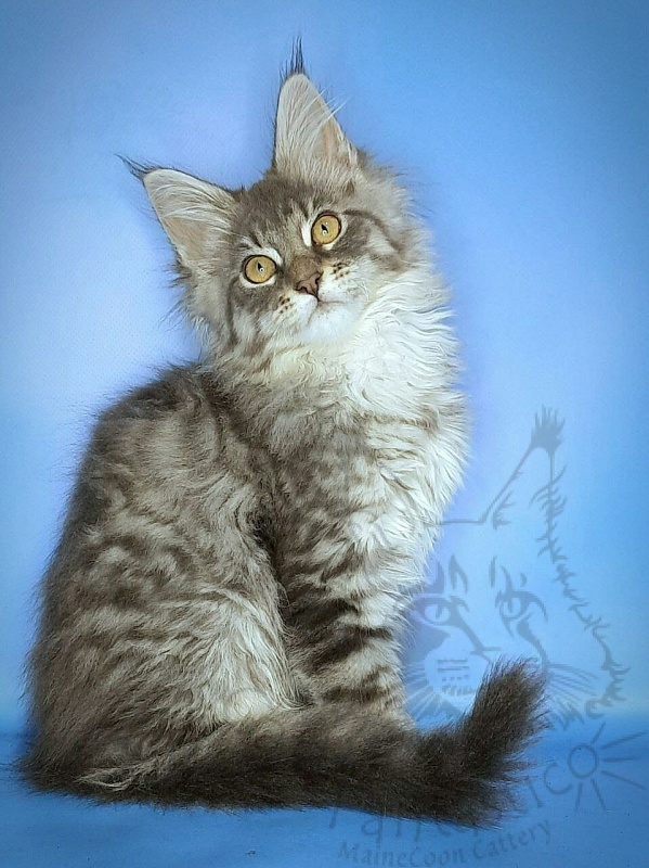 Gatto Fantastico Frostine - Kitten maine-coon 3 months 0.5 weeks