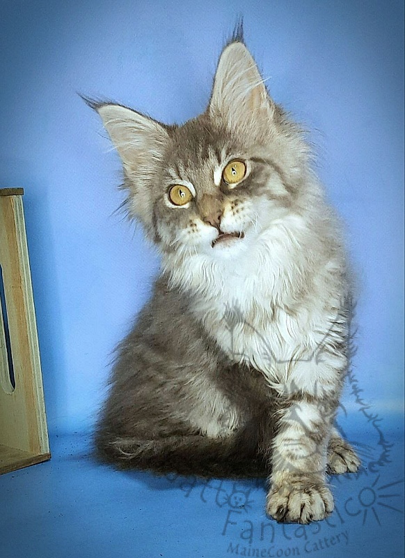 Gatto Fantastico Frostine - Kitten maine-coon 3 months 0.5 weeks