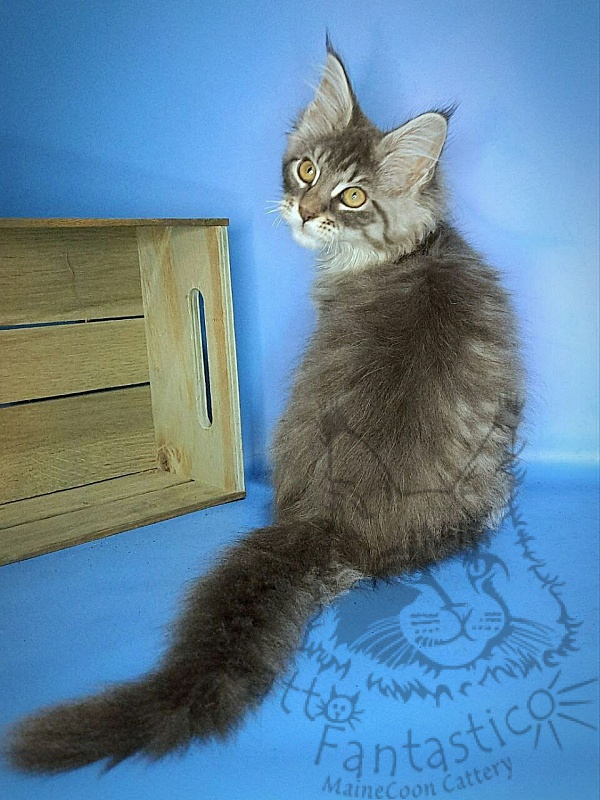 Gatto Fantastico Frostine - Kitten maine-coon 3 months 0.5 weeks