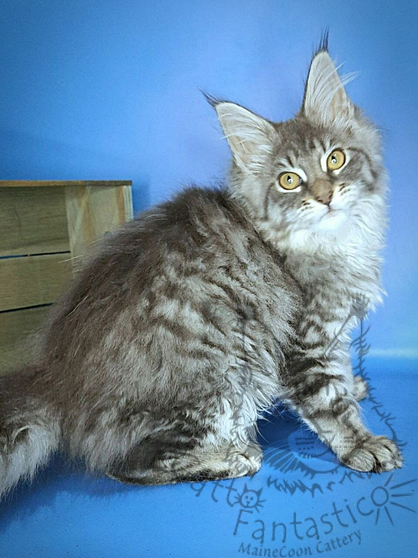Gatto Fantastico Frostine - Kitten maine-coon 3 months 0.5 weeks