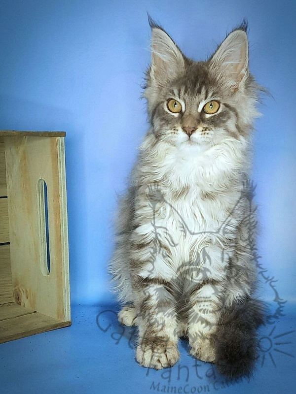 Gatto Fantastico Frostine - Kitten maine-coon 3 months 0.5 weeks