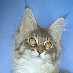 Gatto Fantastico Frostine