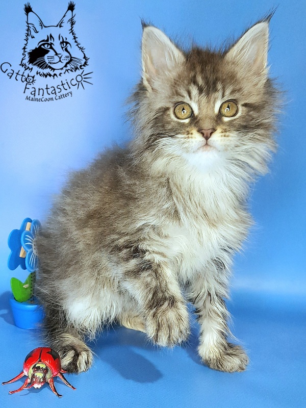 Gatto Fantastico Frostine - Kitten maine-coon 1 month 3 weeks