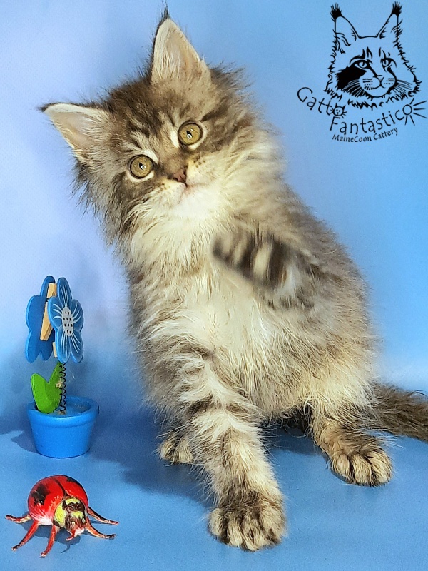 Gatto Fantastico Frostine - Kitten maine-coon 1 month 3 weeks