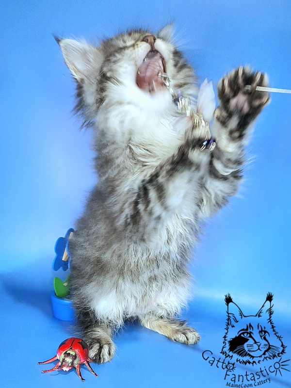 Gatto Fantastico Frostine - Kitten maine-coon 1 month 3 weeks