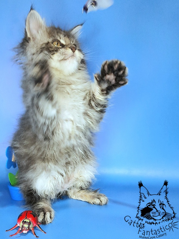 Gatto Fantastico Frostine - Kitten maine-coon 1 month 3 weeks