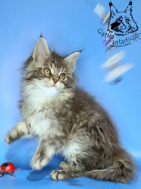 Gatto Fantastico Frostine - Kitten maine-coon 1 month 3 weeks