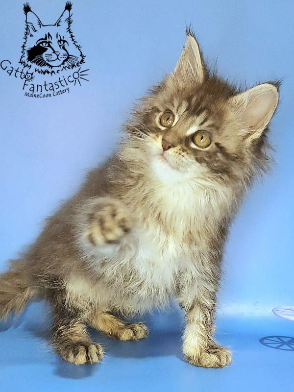 Gatto Fantastico Frostine - Kitten maine-coon 1 month 3 weeks