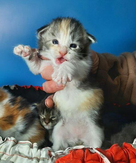 Gatto Fantastico Fleur - Kitten maine-coon 2 weeks