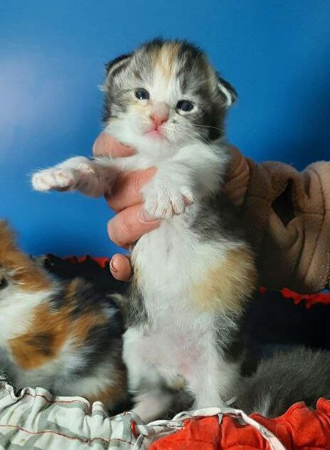 Gatto Fantastico Fleur - Kitten maine-coon 2 weeks
