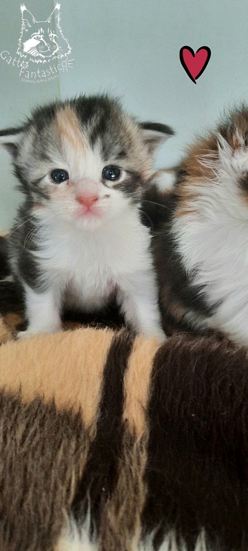 Gatto Fantastico Fleur - Kitten maine-coon 2.5 weeks