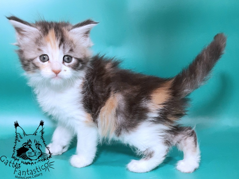 Gatto Fantastico Fleur - Kitten maine-coon 1 month 0.5 weeks