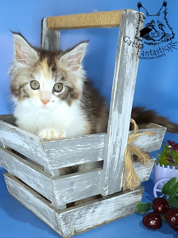 Gatto Fantastico Fleur - Kitten maine-coon 1 month 3 weeks