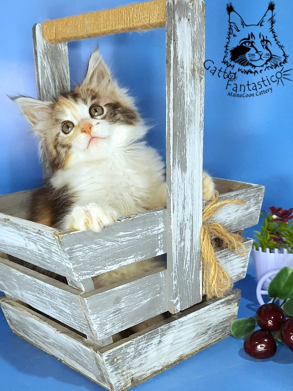 Gatto Fantastico Fleur - Kitten maine-coon 1 month 3 weeks