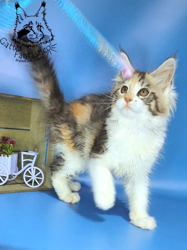 Gatto Fantastico Fleur - Kitten maine-coon 2 months 2 weeks