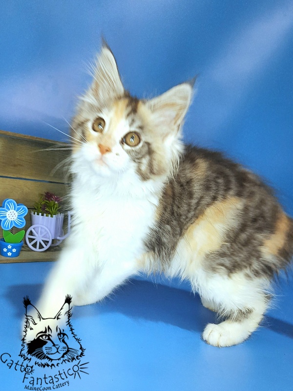 Gatto Fantastico Fleur - Kitten maine-coon 2 months 2 weeks