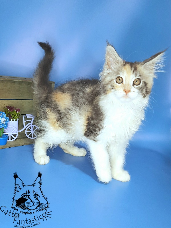Gatto Fantastico Fleur - Kitten maine-coon 2 months 2 weeks