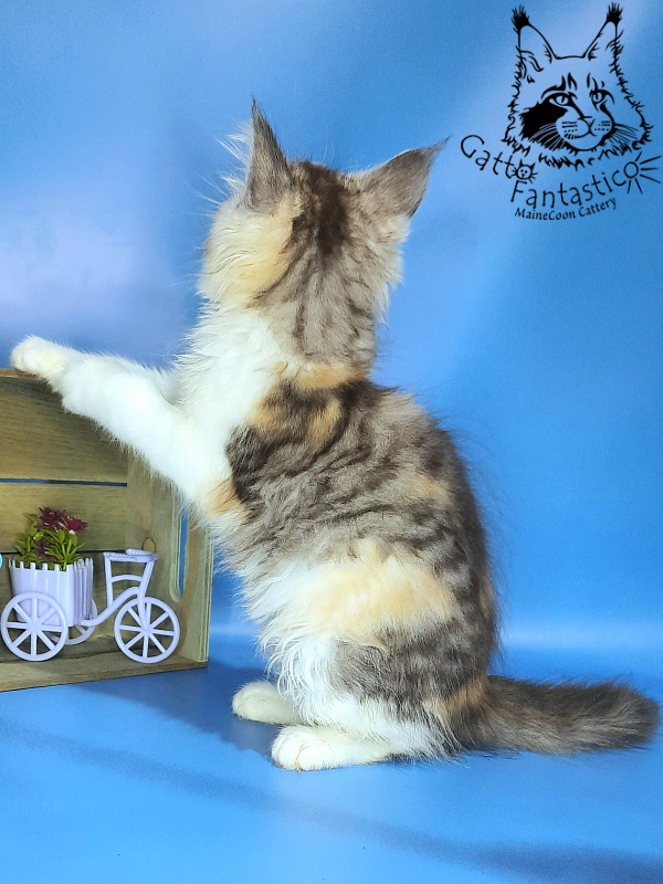 Gatto Fantastico Fleur - Kitten maine-coon 2 months 2 weeks