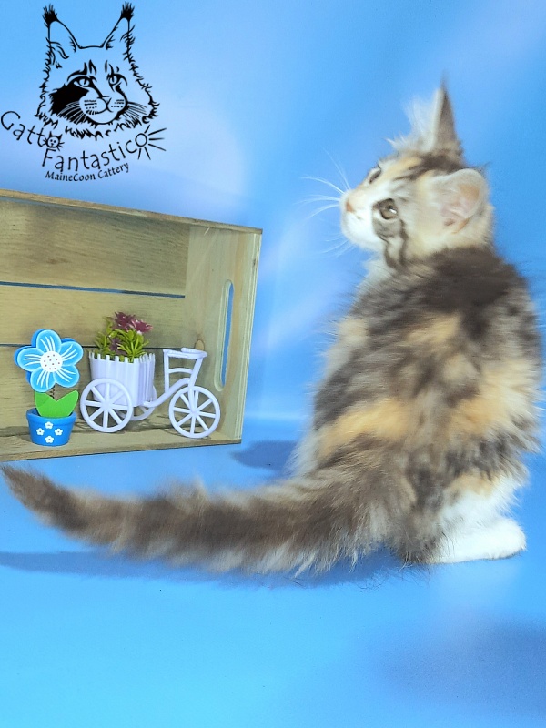 Gatto Fantastico Fleur - Kitten maine-coon 2 months 2 weeks