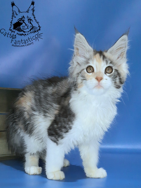 Gatto Fantastico Fleur - Kitten maine-coon 2 months 2.5 weeks