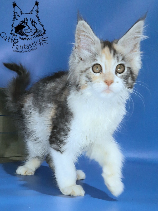 Gatto Fantastico Fleur - Kitten maine-coon 2 months 2.5 weeks