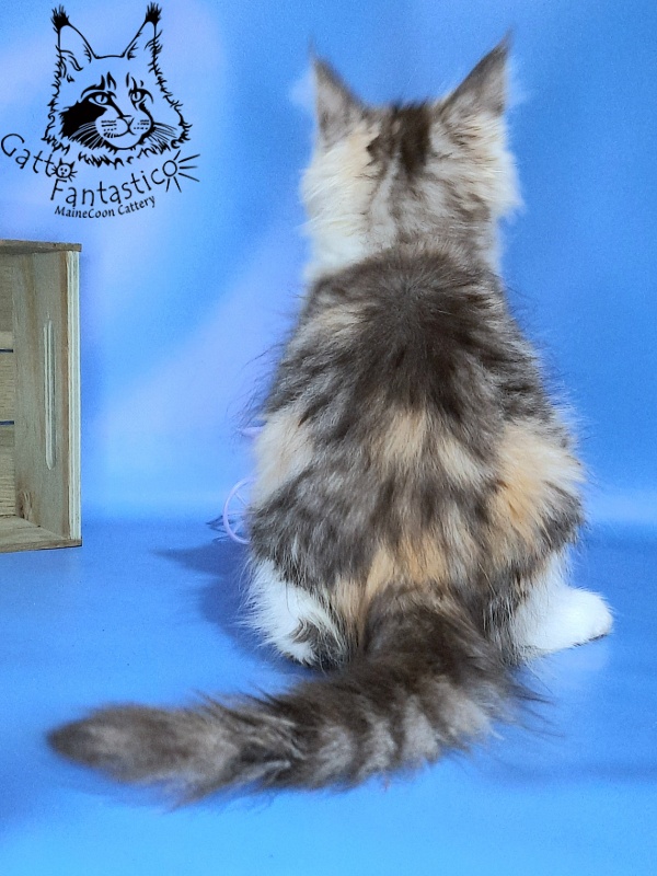 Gatto Fantastico Fleur - Kitten maine-coon 2 months 2.5 weeks