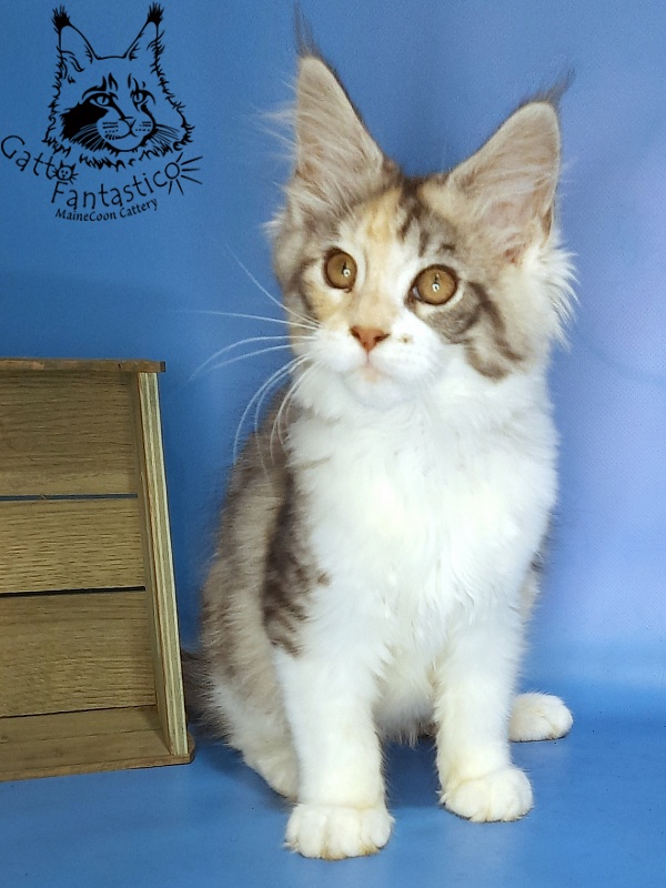 Gatto Fantastico Fleur - Kitten maine-coon 3 months 0.5 weeks